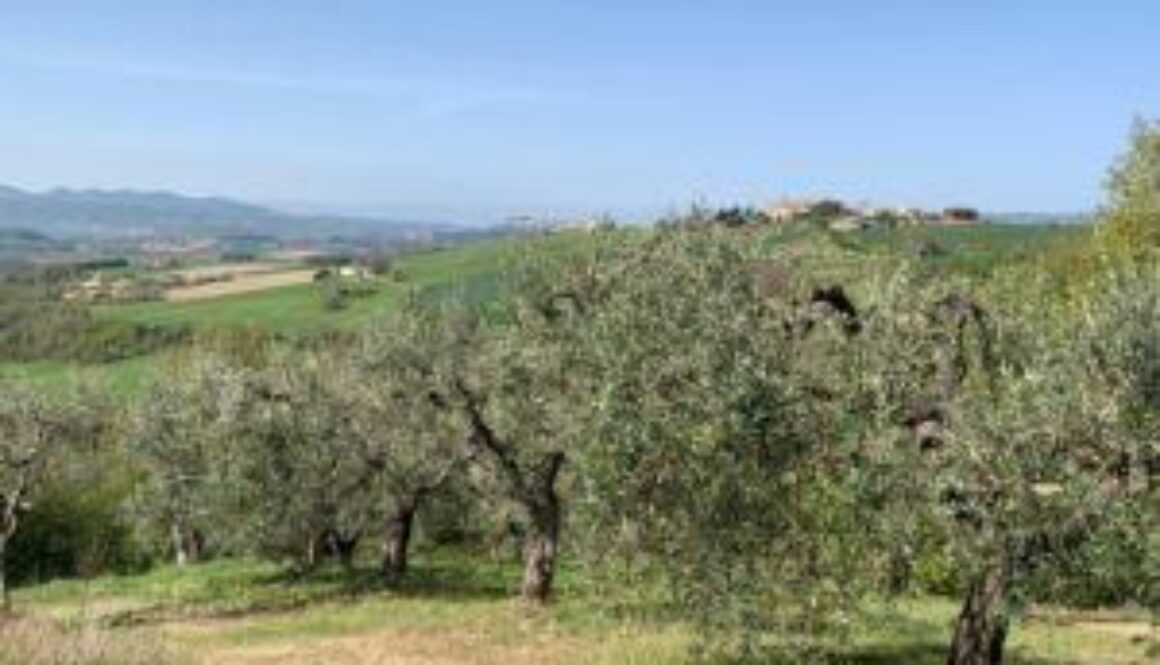 Oliveti-Italiani-300x225